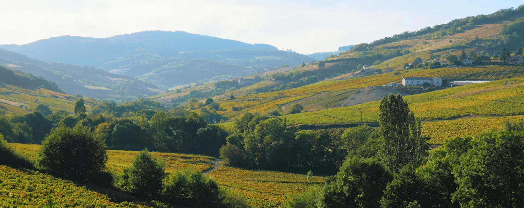 Beaujolais Landscape 1