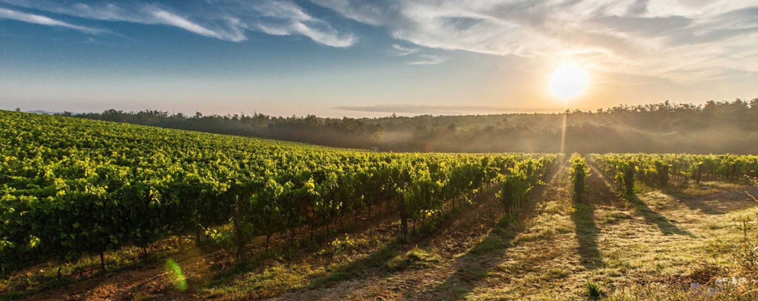 Beaujolais Landscape